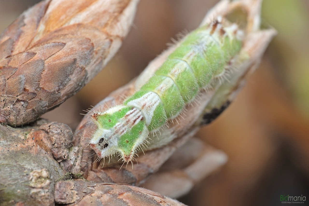 GJH_2363 참나무부전나비 종령.jpg