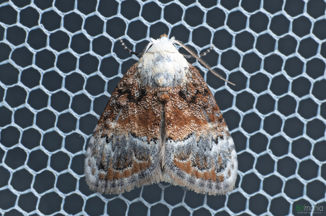 G78_2393 사과혹나방.jpg