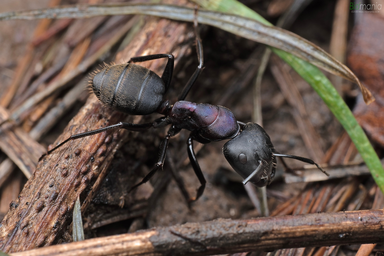 GJH_1908 한국홍가슴개미 병정.jpg