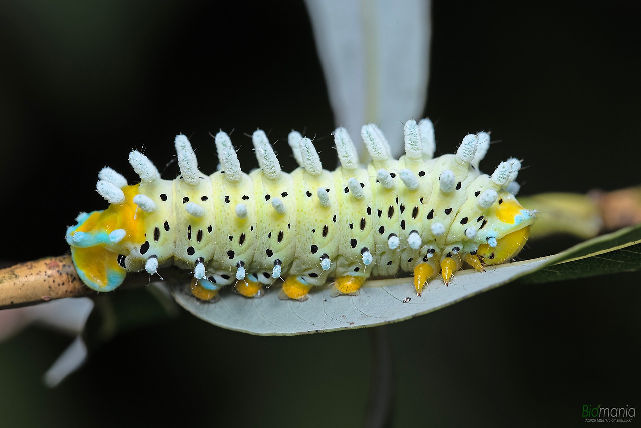 GJH_4407 가중나무고치나방 애벌레 버드나무.jpg