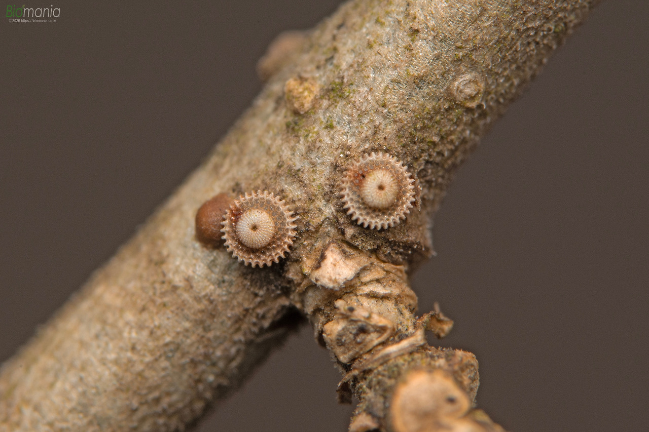 GJH_1091 선녀부전나비 알.jpg