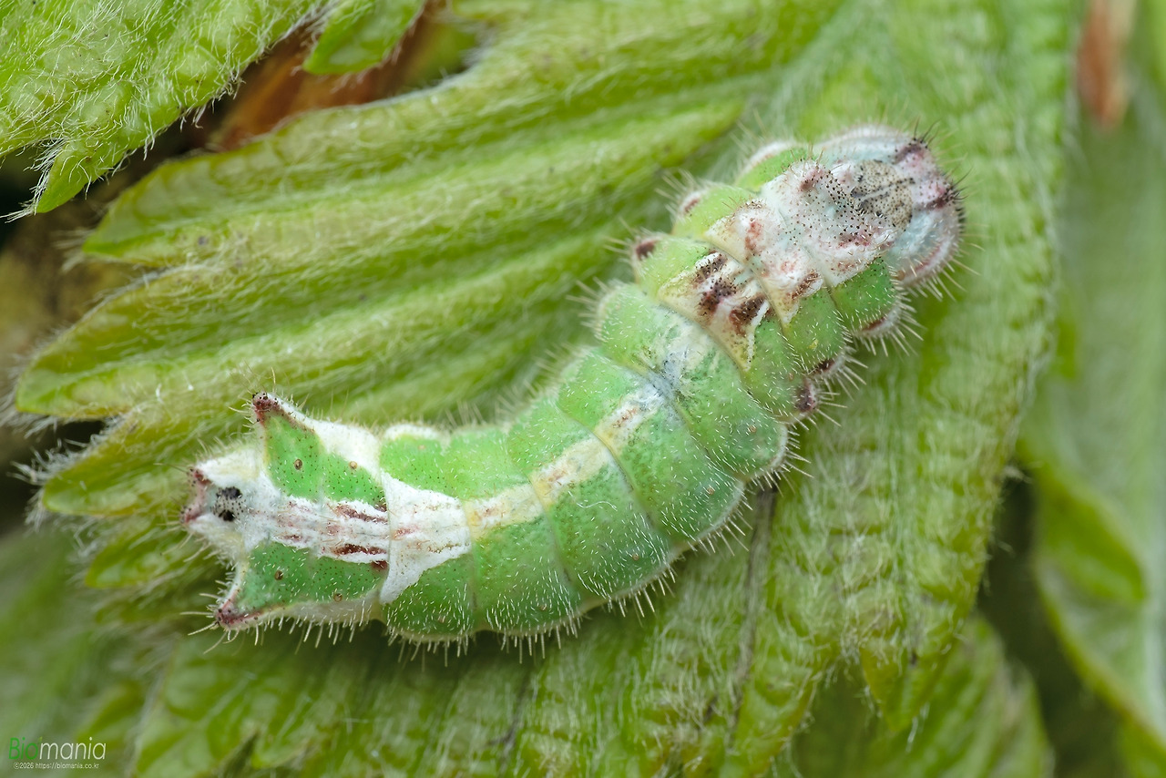 GJH_2700 참나무부전나비 종령.jpg