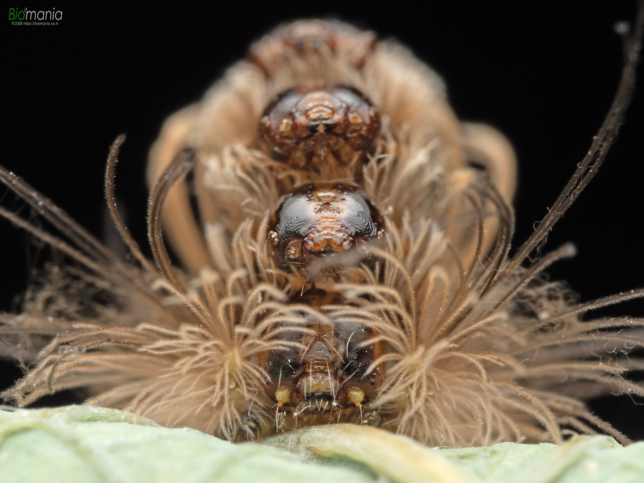 MA110044 사과혹나방 애벌레 9.jpg