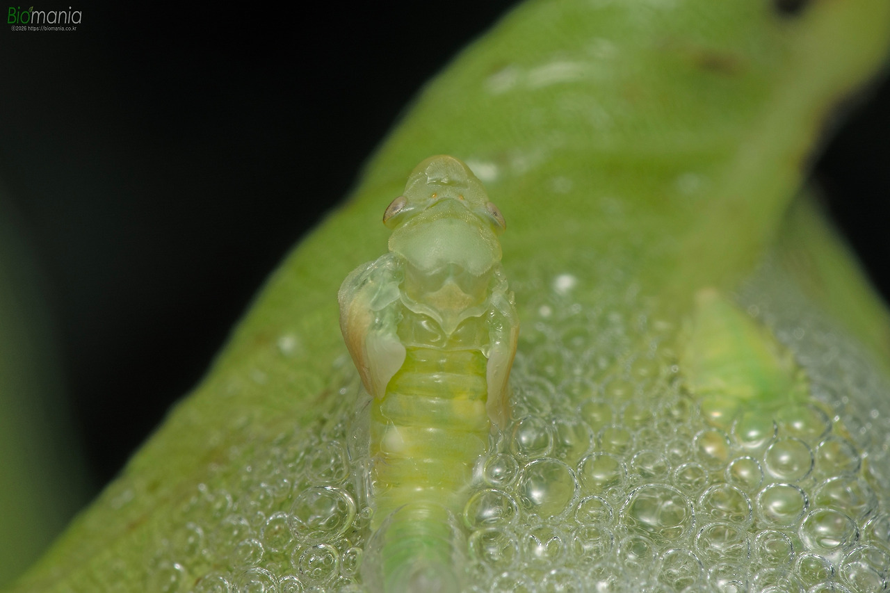 GJH_3897 설악거품벌레 우화.jpg