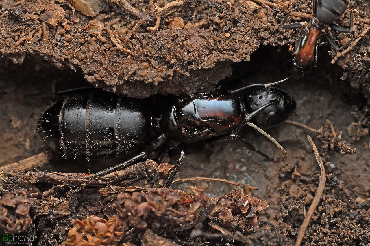 GJH_1349 한국홍가슴개미 여왕.jpg