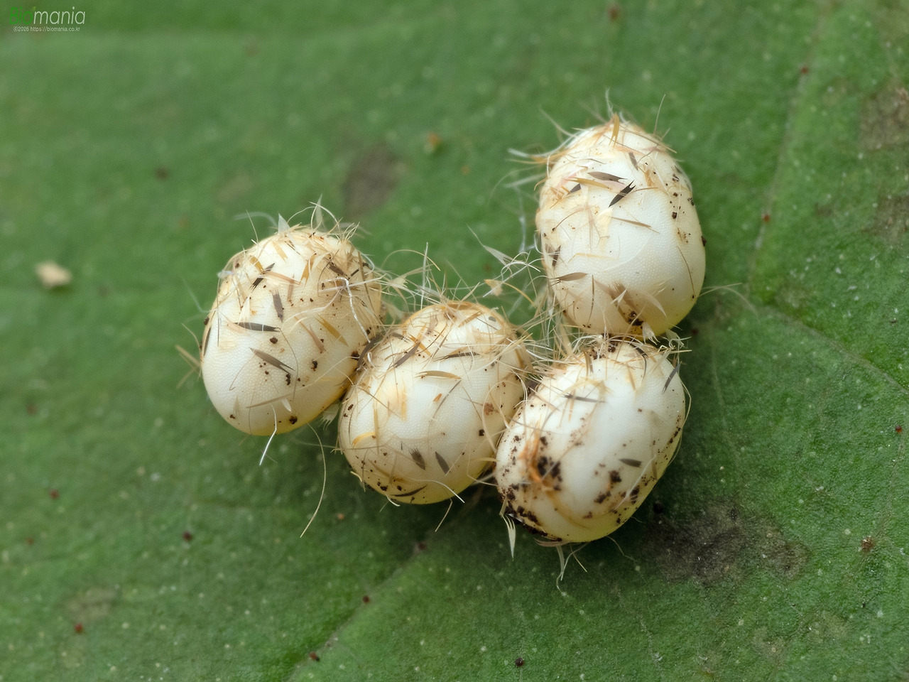 M8035566 가중나무고치나방 알.jpg