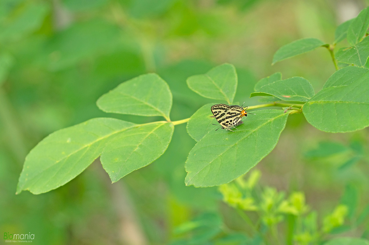 GJH_6587 쌍꼬리부전나비.jpg