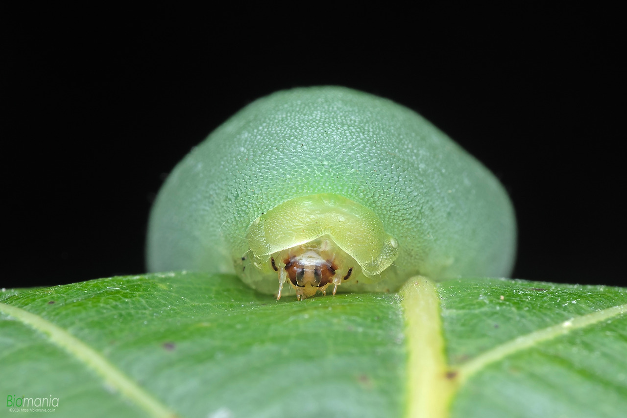 GJH_3575 끝검은쐐기나방 애벌레.jpg