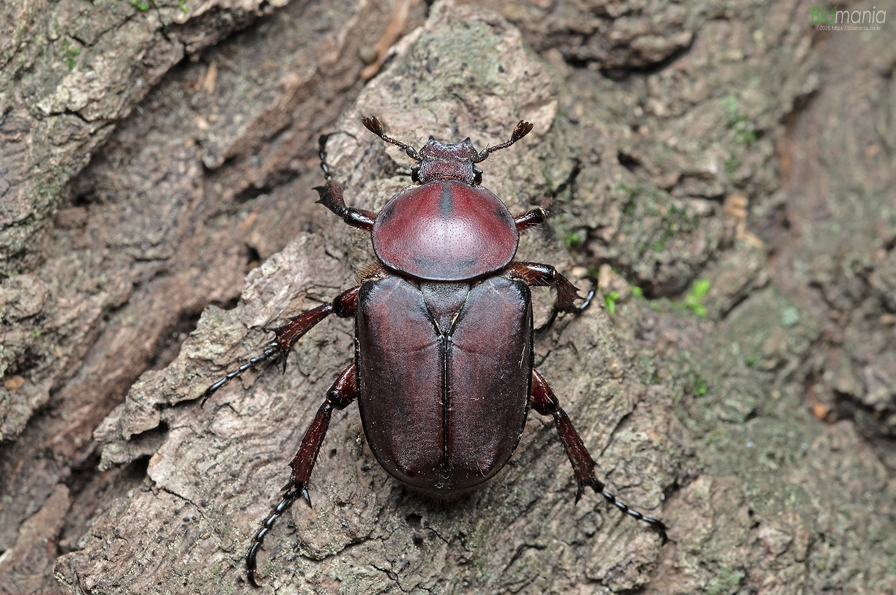 G78_0596 사슴풍뎅이 암컷 적색형.jpg