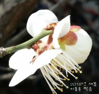 매화 접사.jpg