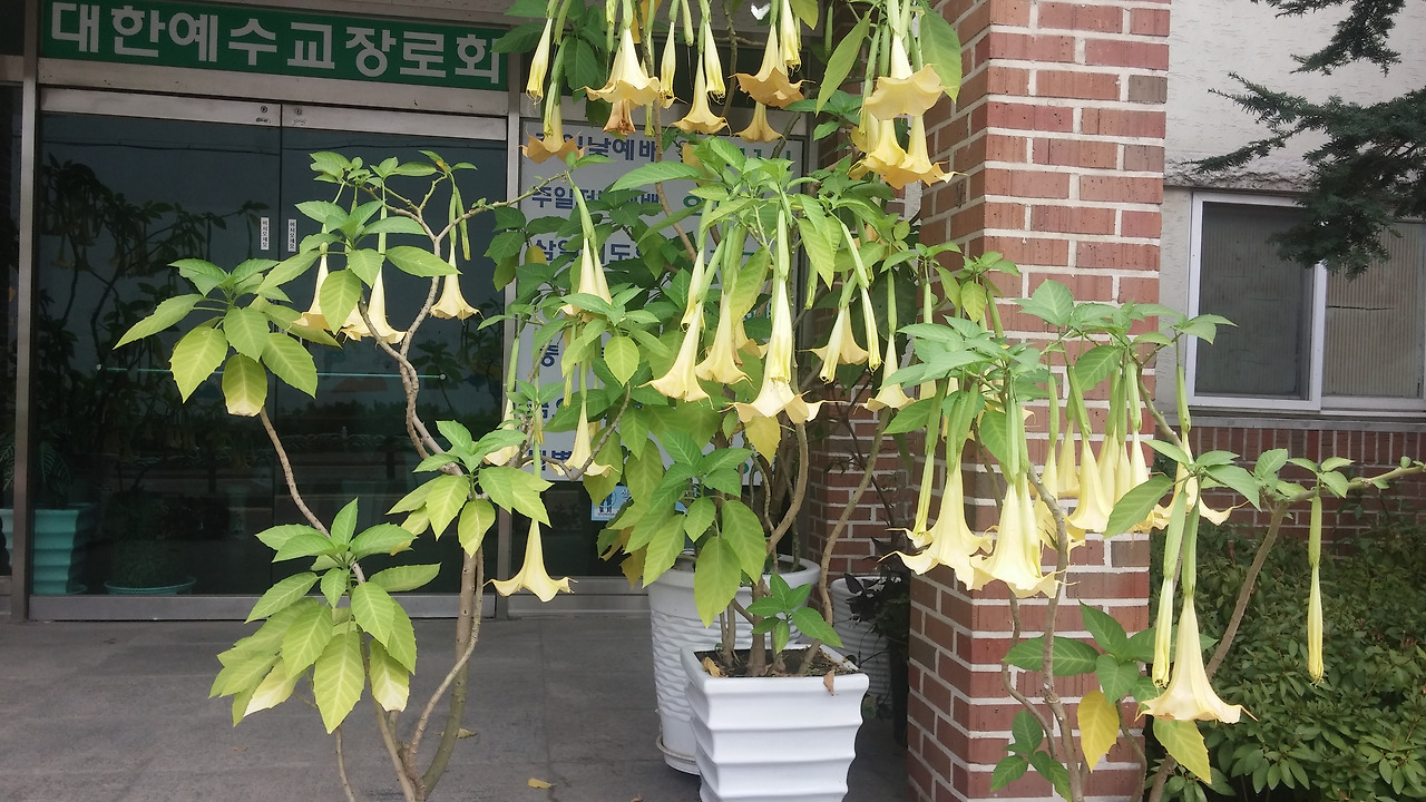 천사의 나팔.jpg