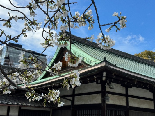 20260331꽃거지가 되었네.jpg