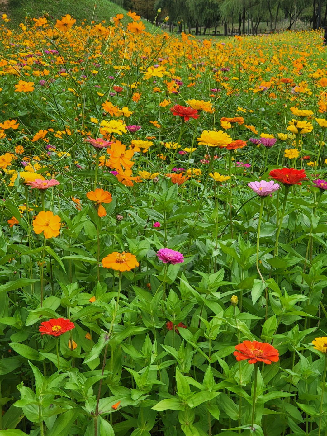 운정호수공원 꽃동산1.jpg