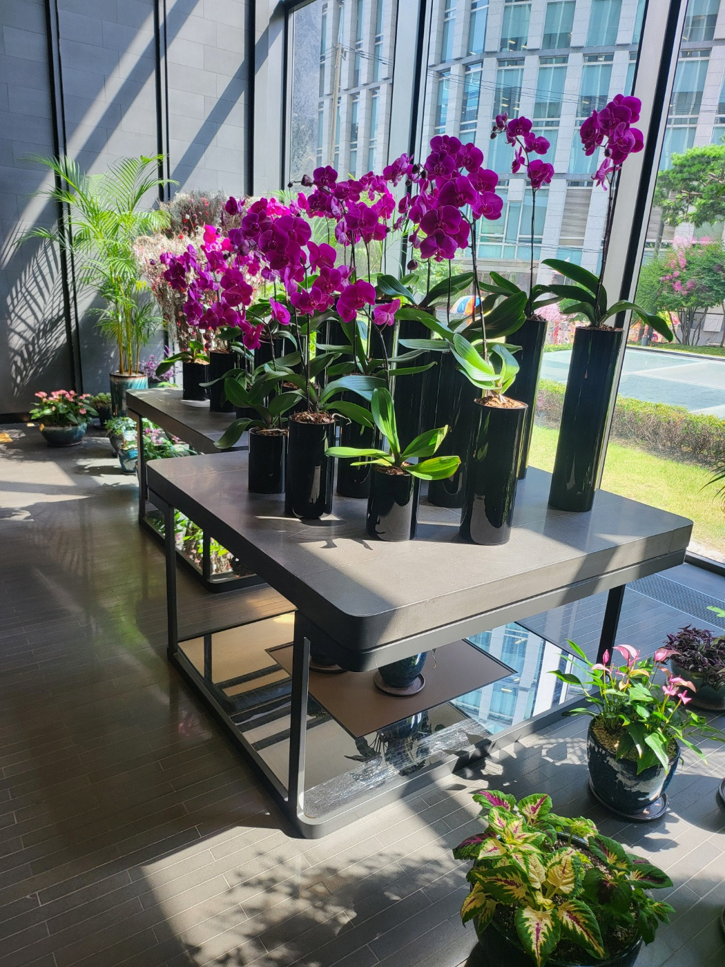 호텔 호접란.jpg