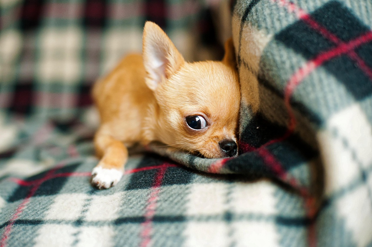 chihuahua-puppy-958203_1280.jpg