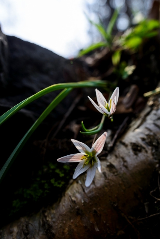 산자고-세정사 160408_SD83952.jpg