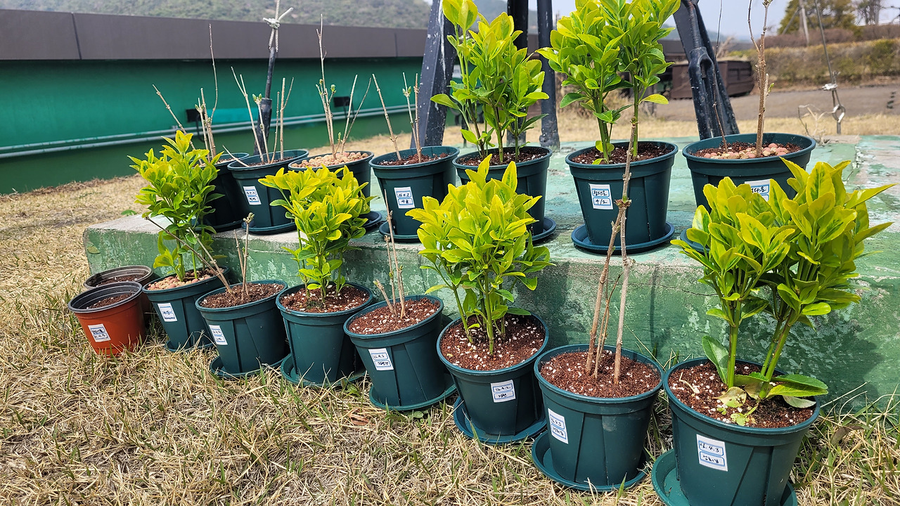 식목일 묘목들.jpg