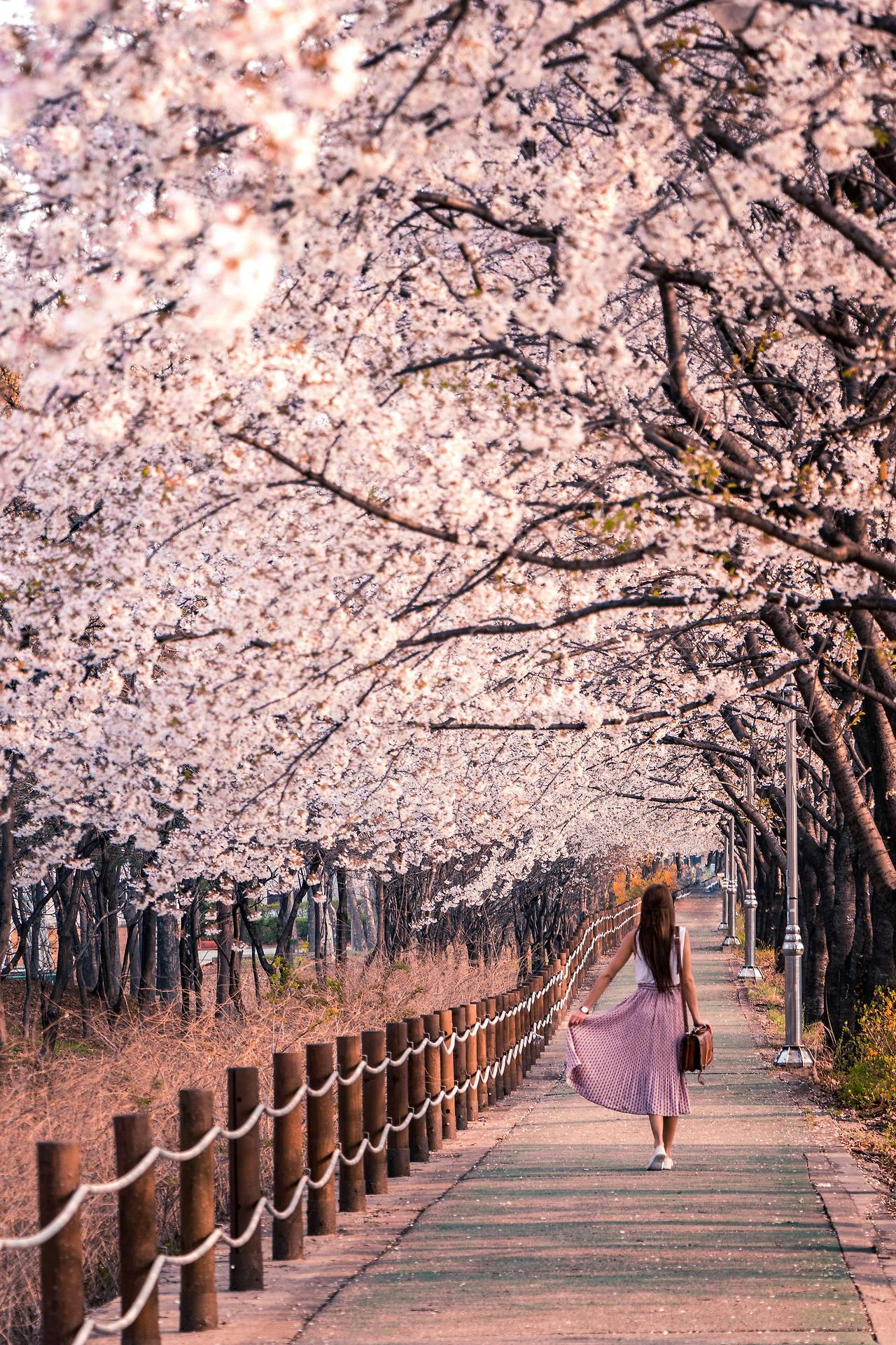 hwadamsup-quiet-flower-path-seoul-near.jpg.jpg