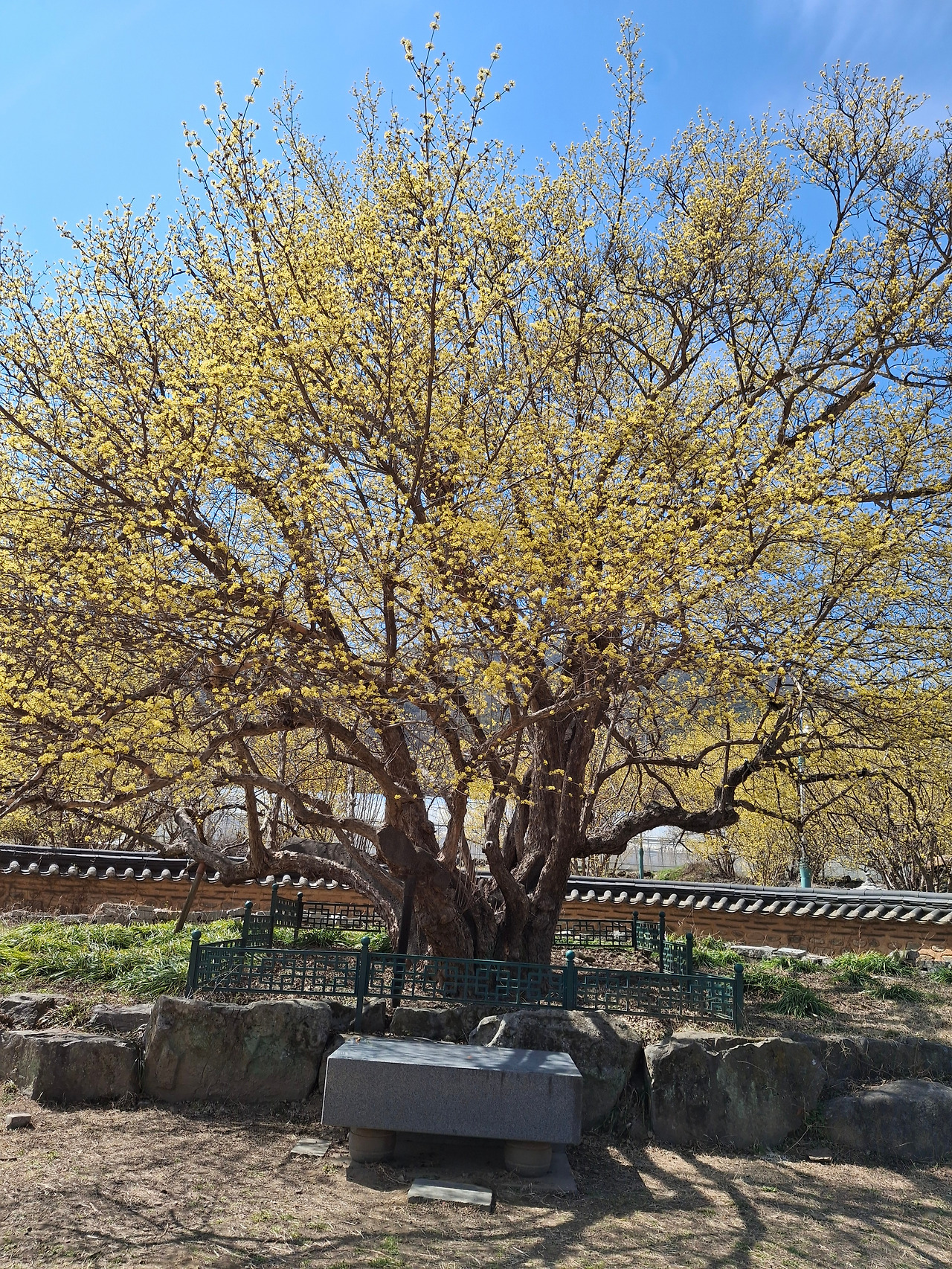 산수유 시목.jpg