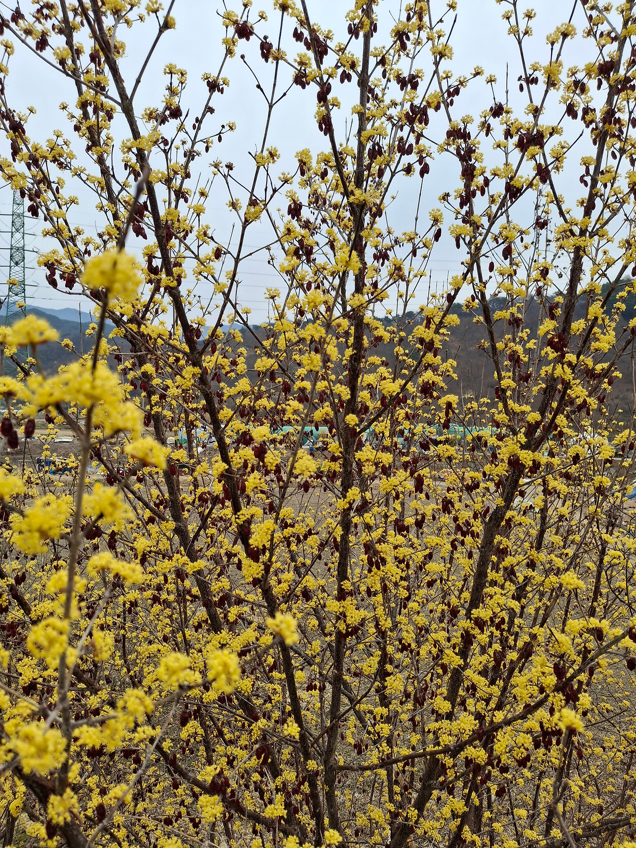 산수유 열매와 꽃이 함께.jpg