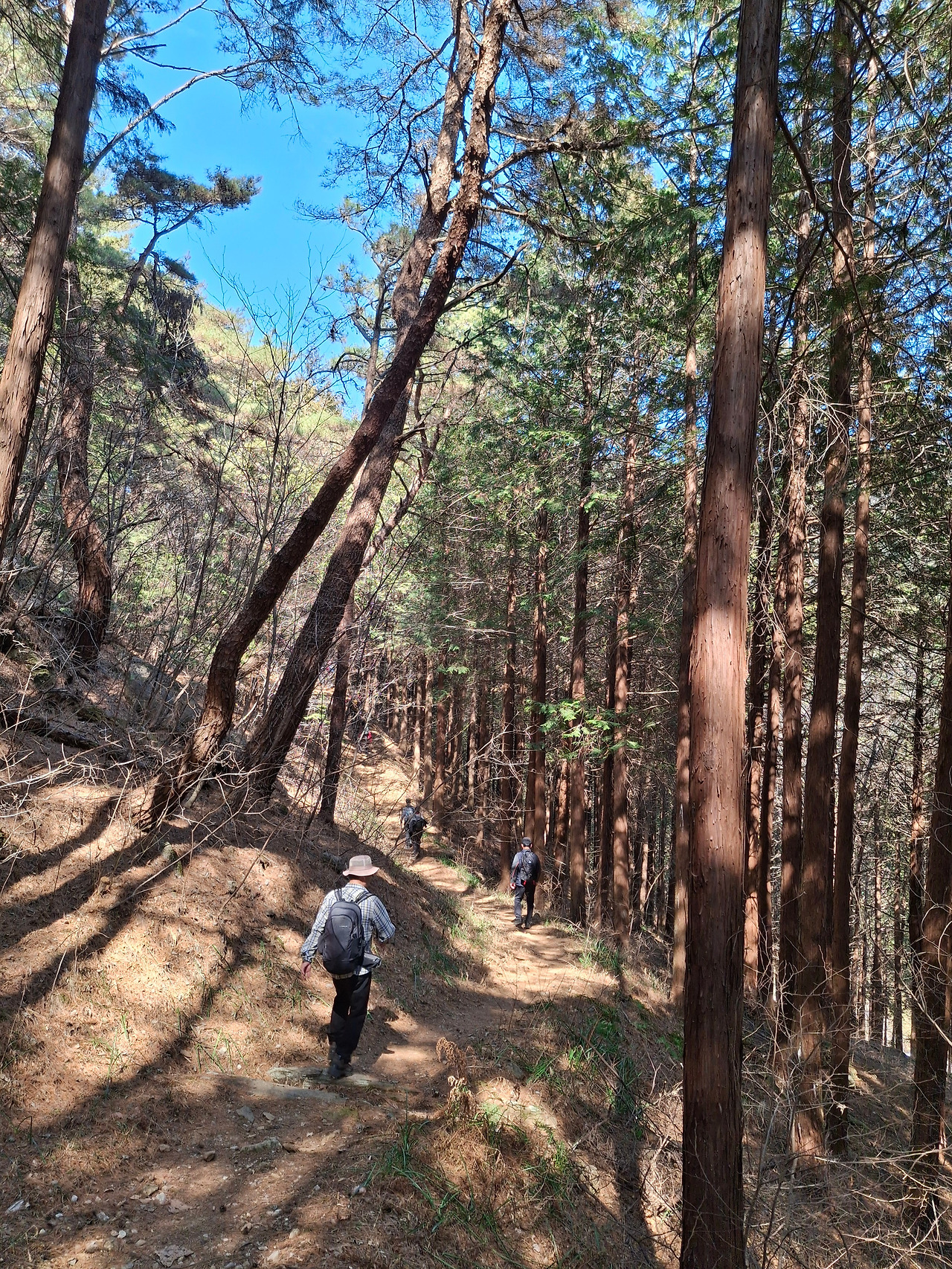 편백나무 숲을 지나며.jpg