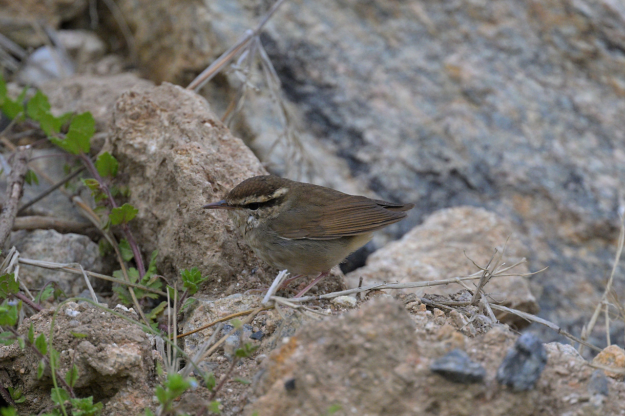DSC_7921.jpg