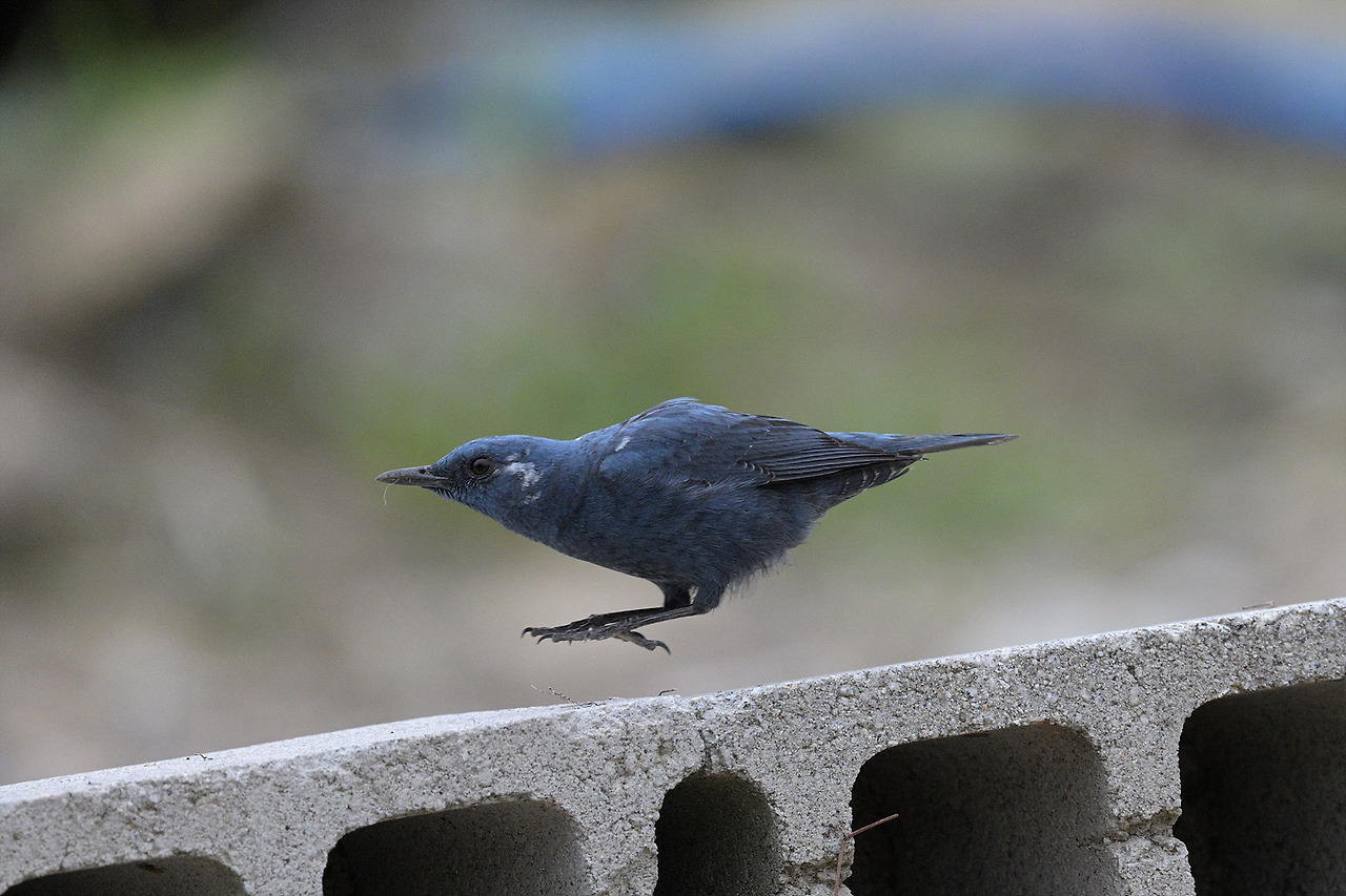 DSC_0209.jpg
