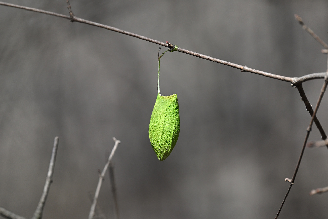 유리산누에나방 고치.jpg