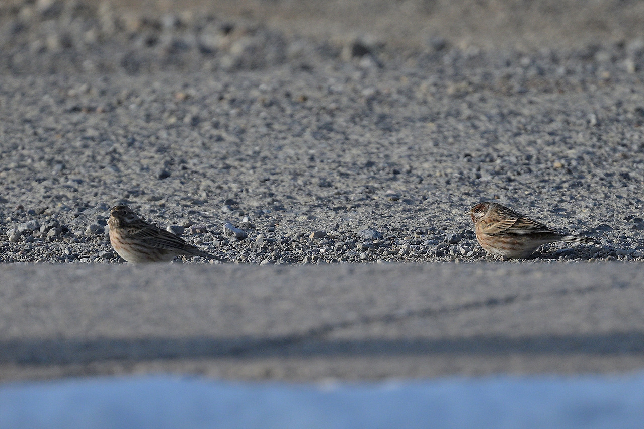 DSC_2645 흰머리.jpg