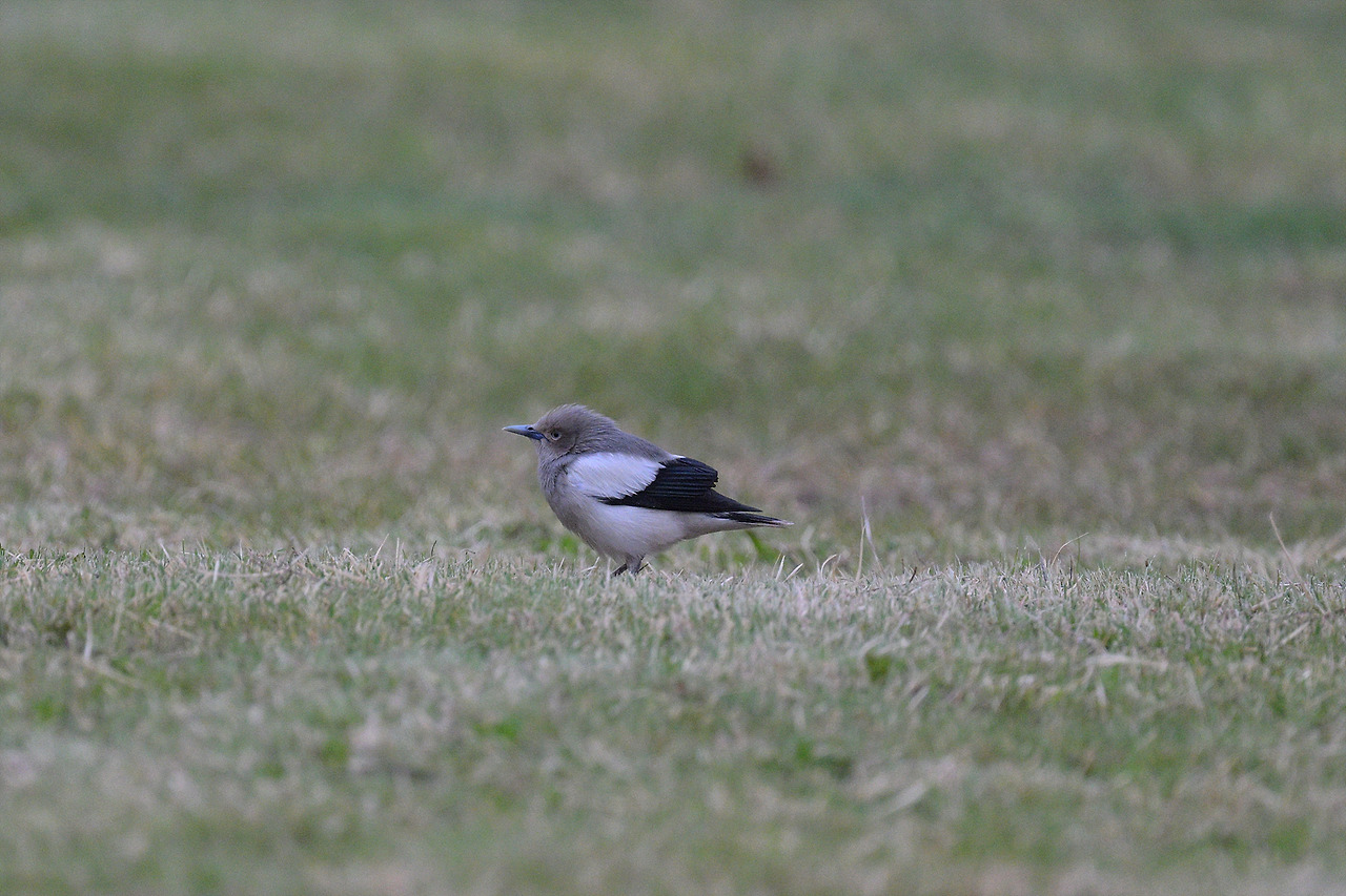 DSC_8535.jpg
