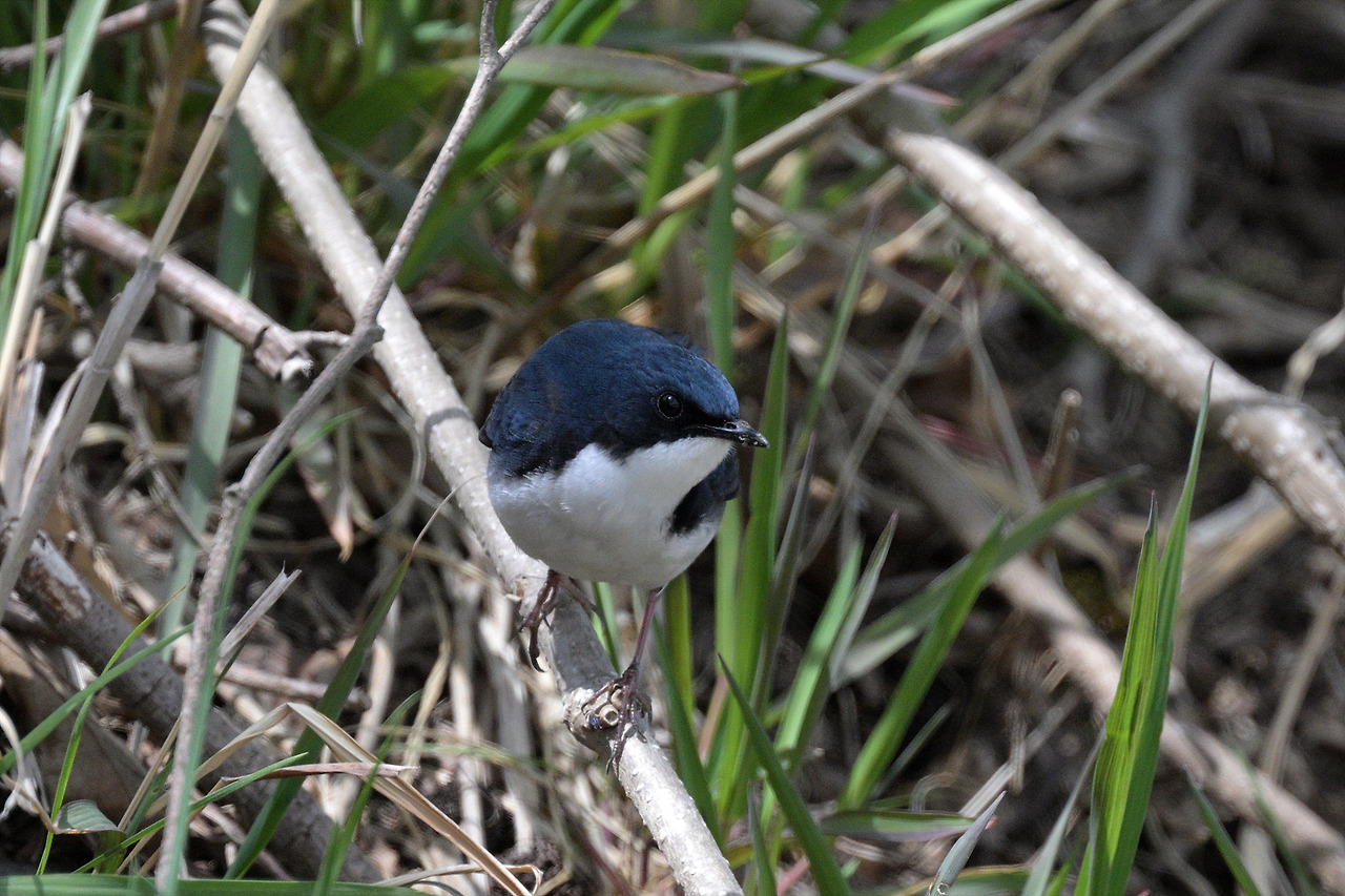 DSC_3202.jpg