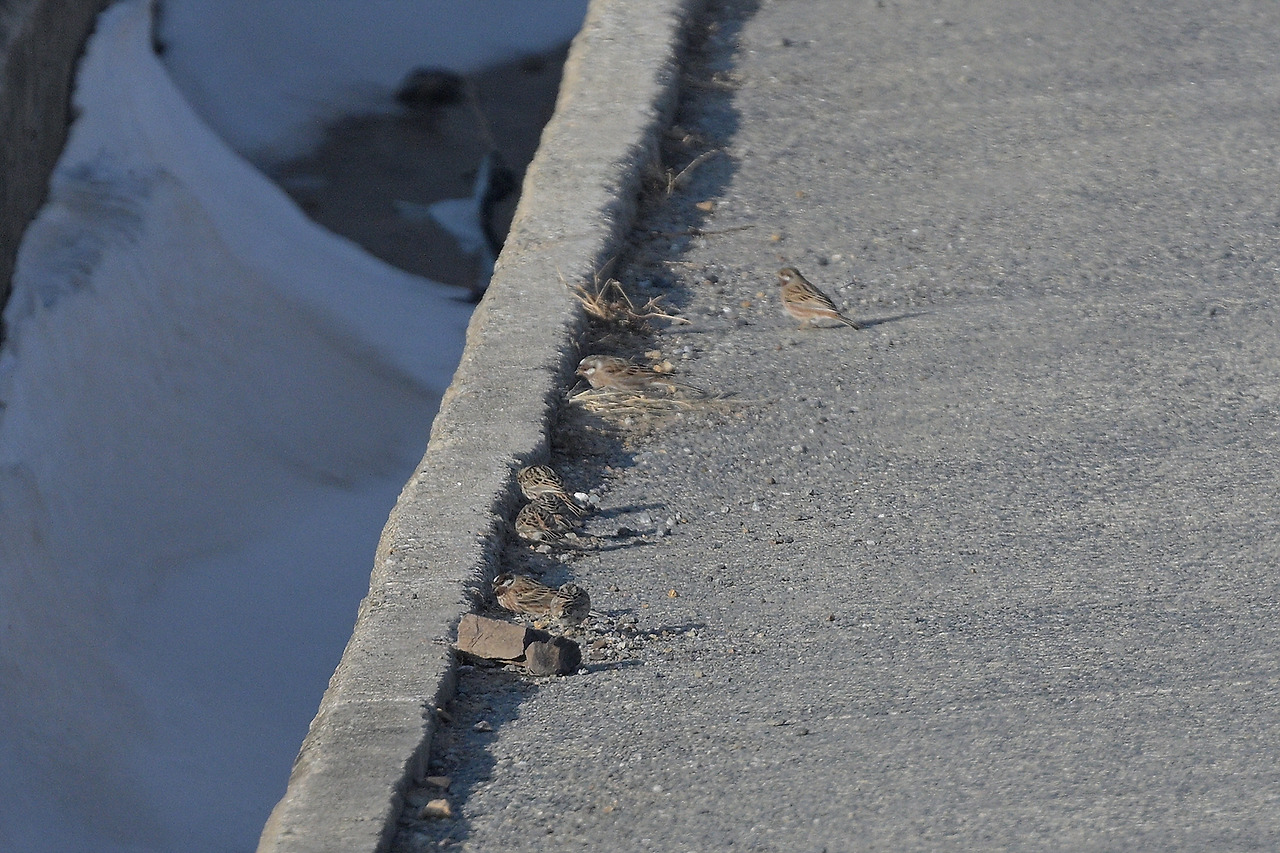 DSC_2120 흰머리2.jpg