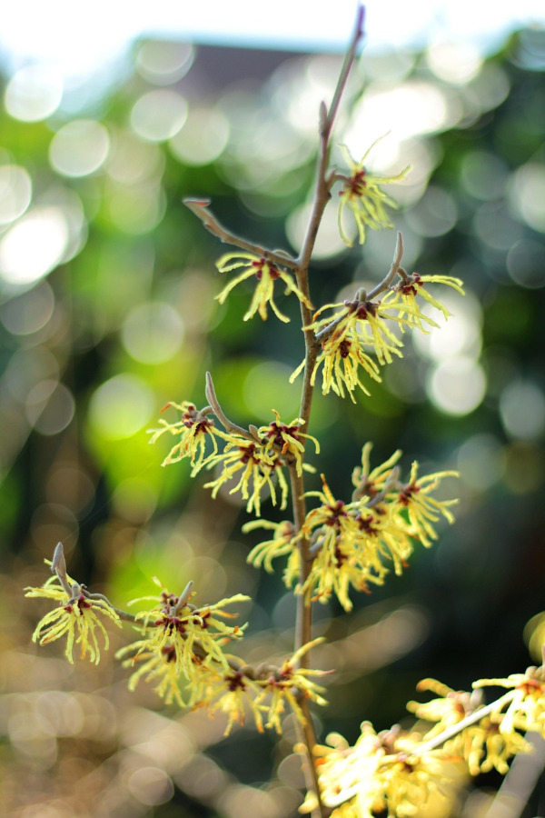 sonja-kalee-hamamelis-4016688_1280.jpg