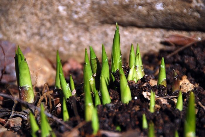 봄 새싹 DSC_3550.jpg