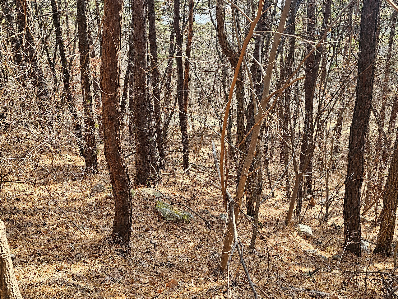 나무숲1 _20260123_155957724.jpg