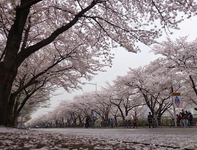 여의도 벗꽃 2026-04-03 100604.jpg