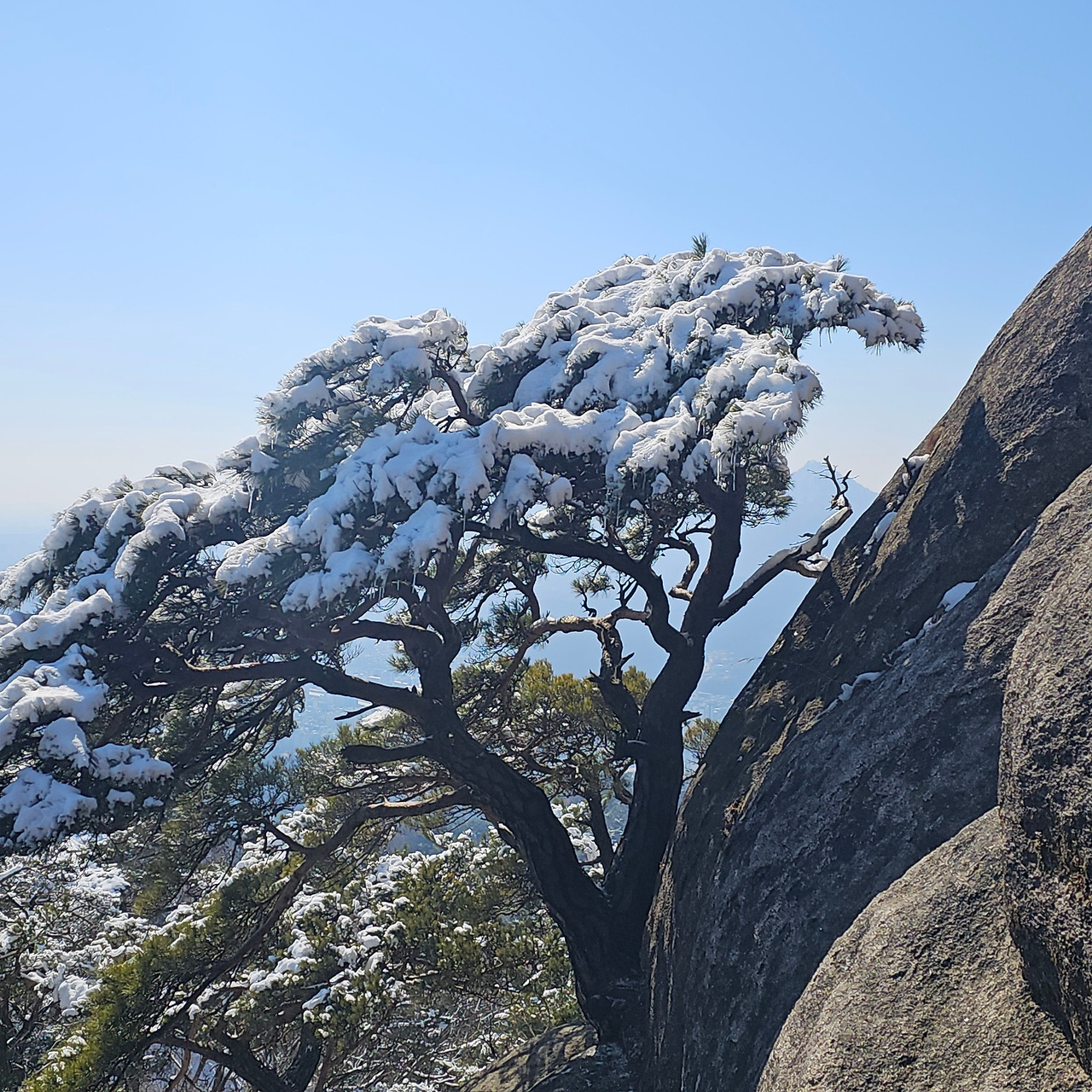 수락산 소나무 307_142030.jpg