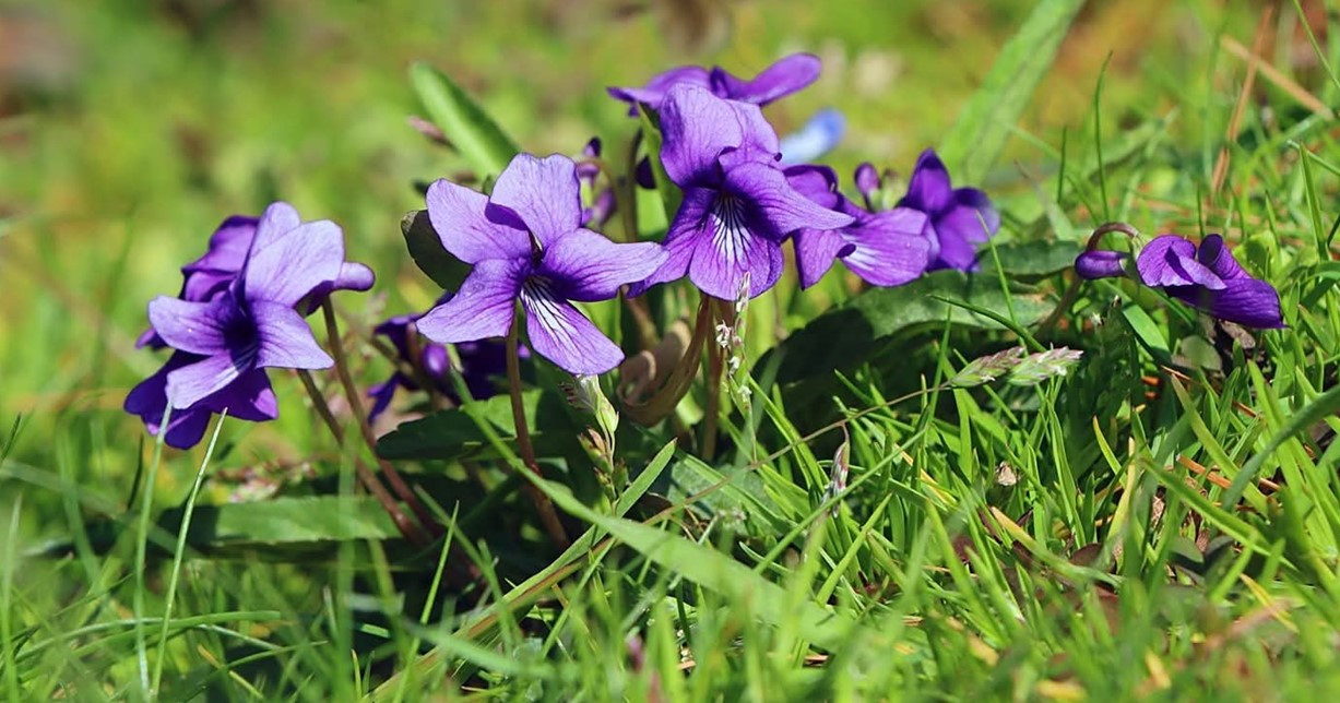 봄꽃 2026-03-22 100234.jpg