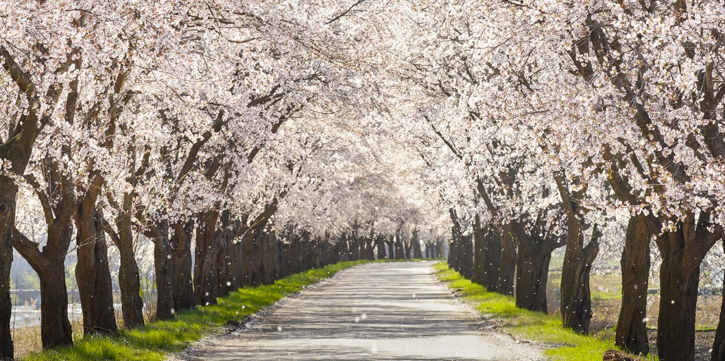 청주 꽃비  2026-04-03 095620.jpg