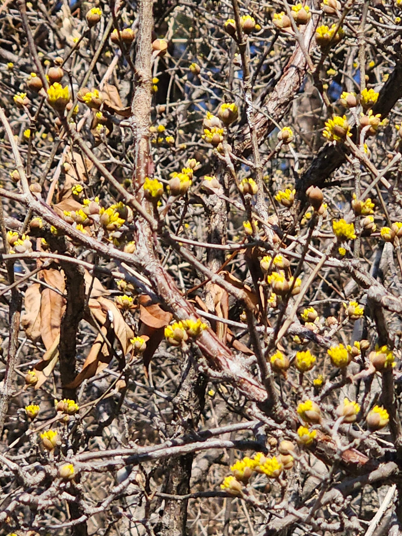 정암사 산수유-20260307_103301.jpg