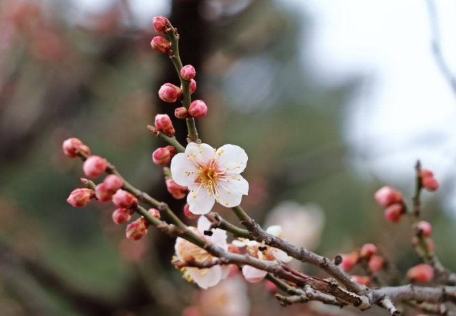 매화- 2026-03-20 103956.jpg