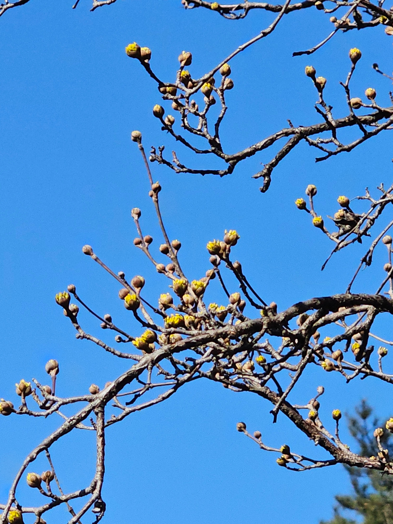 정암사 산수유-20260307_102610.jpg