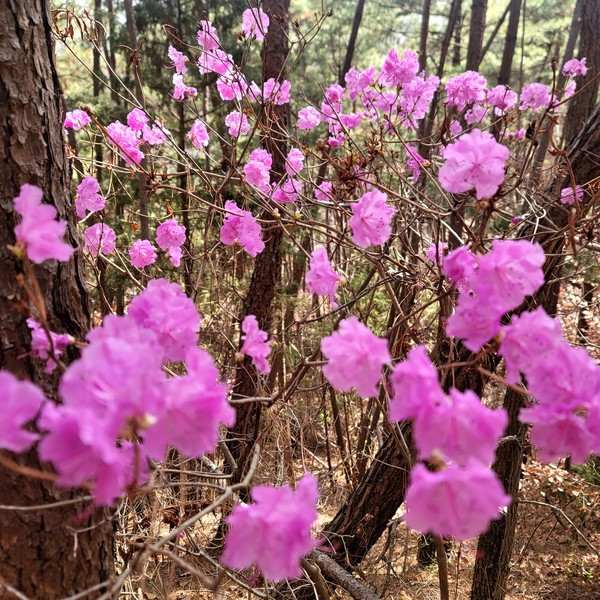 진달래 _41704_1034.jpg