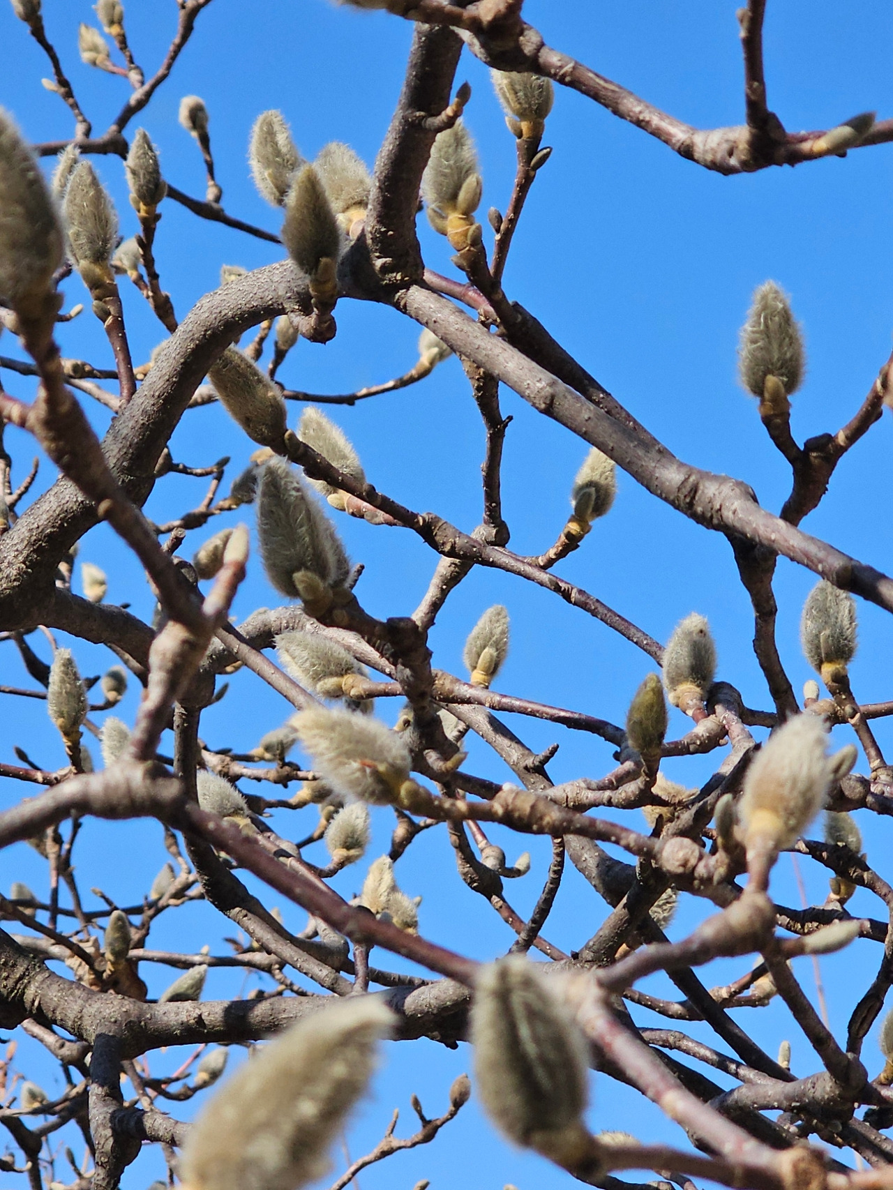 정암사 목련 20260307_103204.jpg