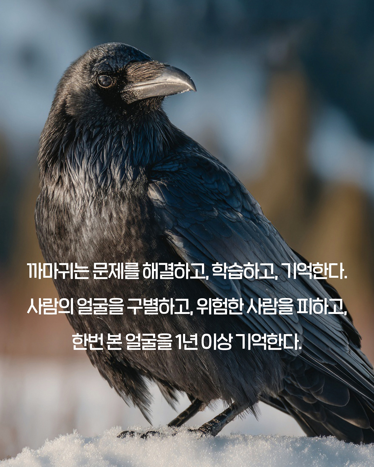 까마귀_카드뉴스4.jpg