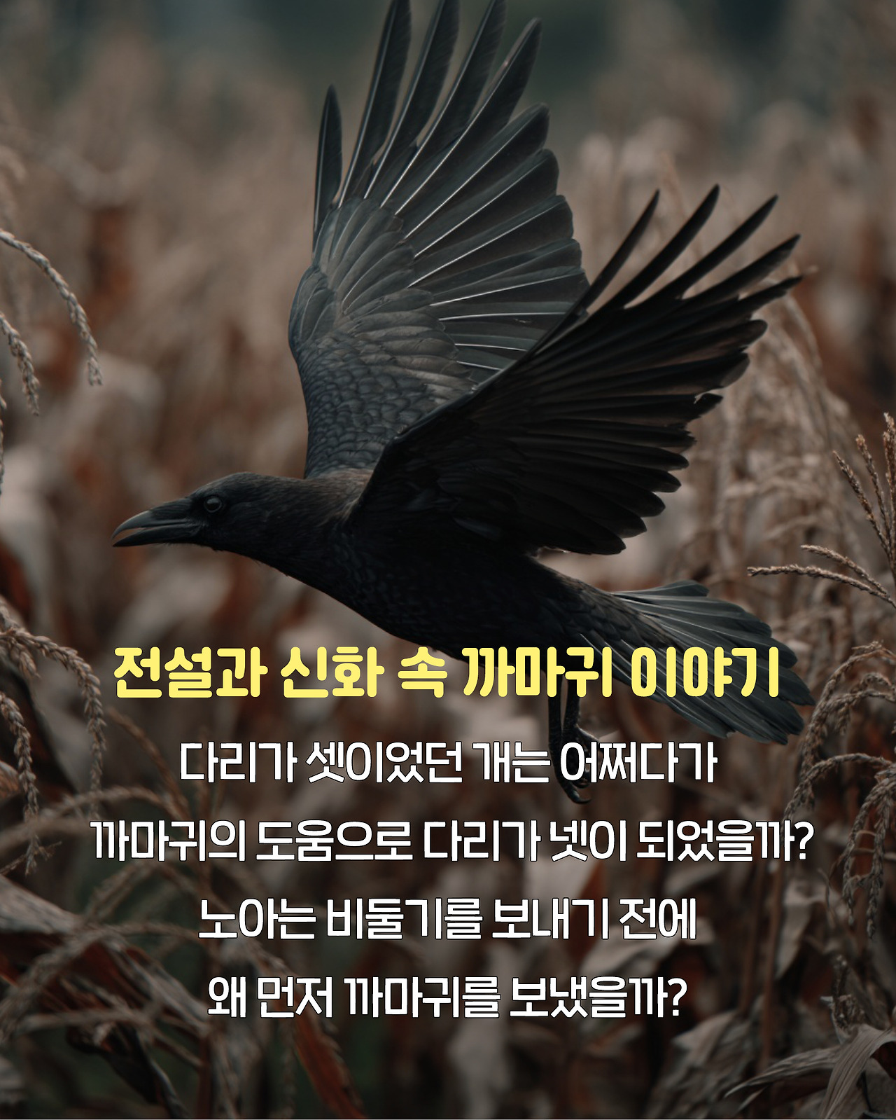 까마귀_카드뉴스3.jpg
