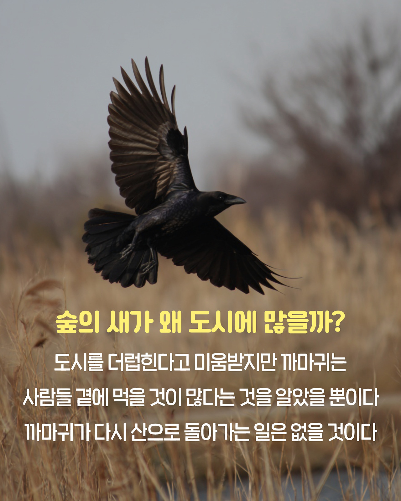 까마귀_카드뉴스7.jpg