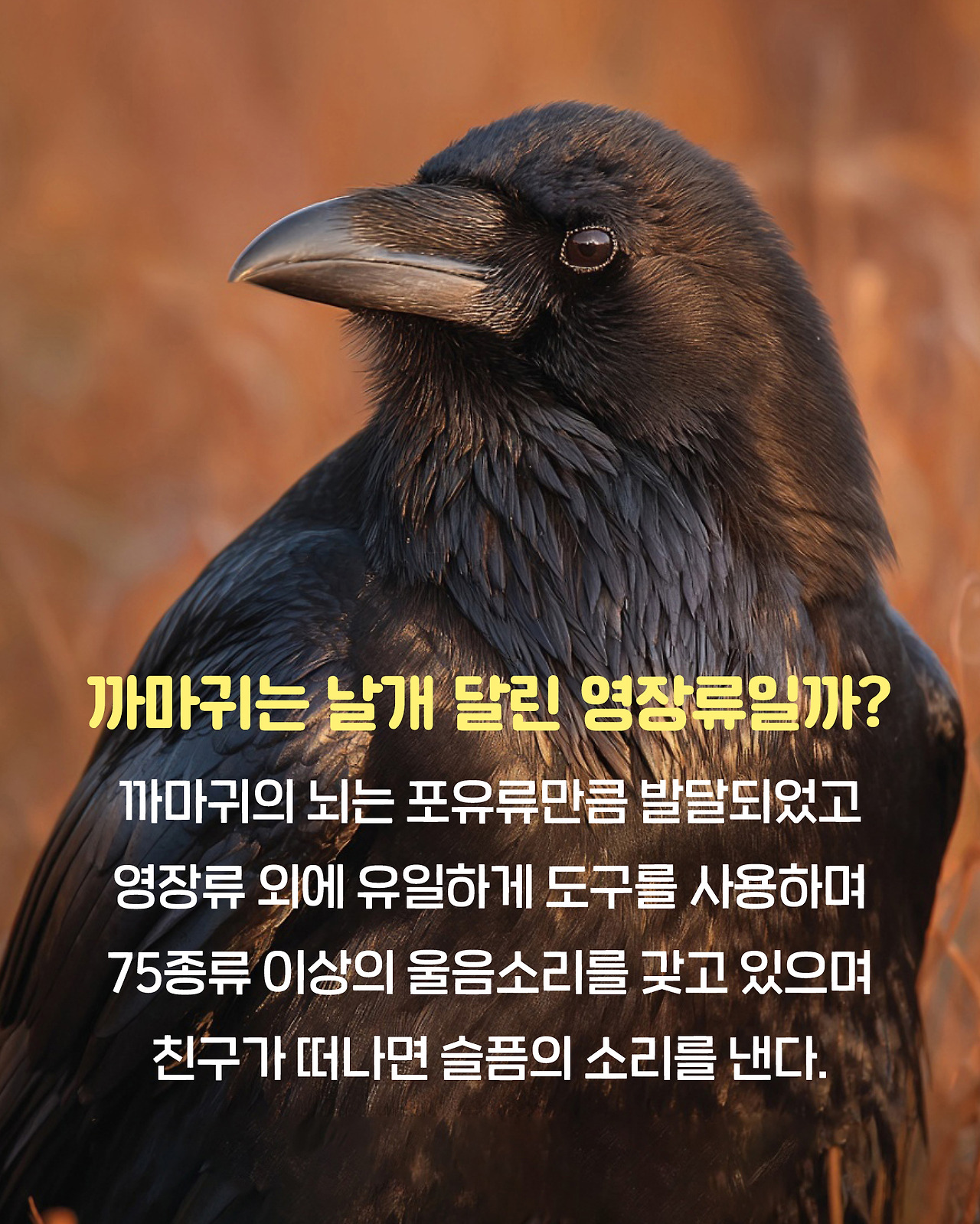 까마귀_카드뉴스5.jpg