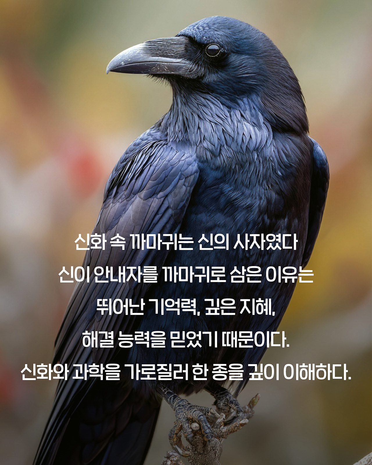 까마귀_카드뉴스6.jpg