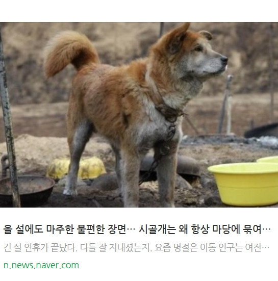 묶인개시골개마당개_한국일보칼럼.jpg